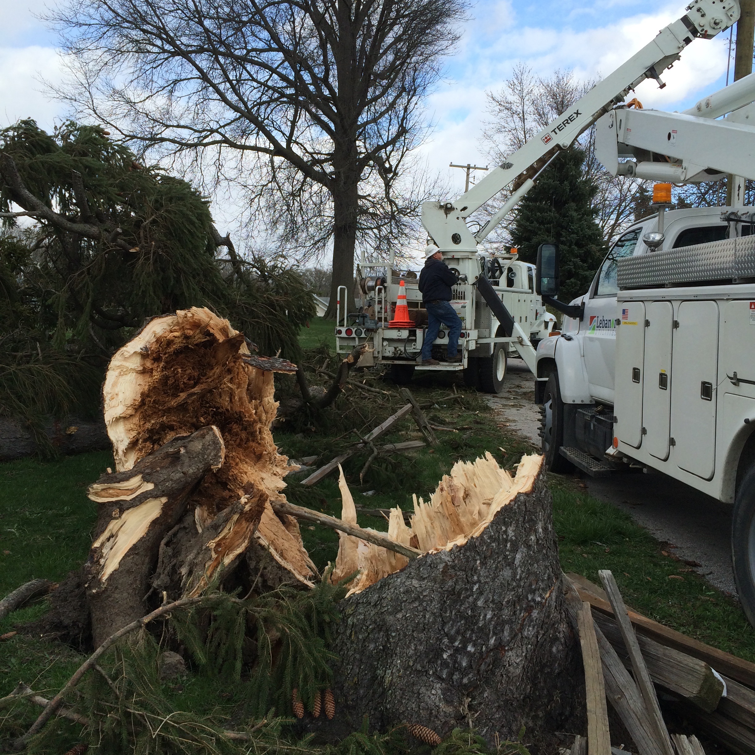 Tree that caused pole to break 4-2-16